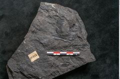 Foto (Detailansicht) von Thinnfeldia gracilis Ettingshausen (NHMW-GEO-2024-0188-10315)